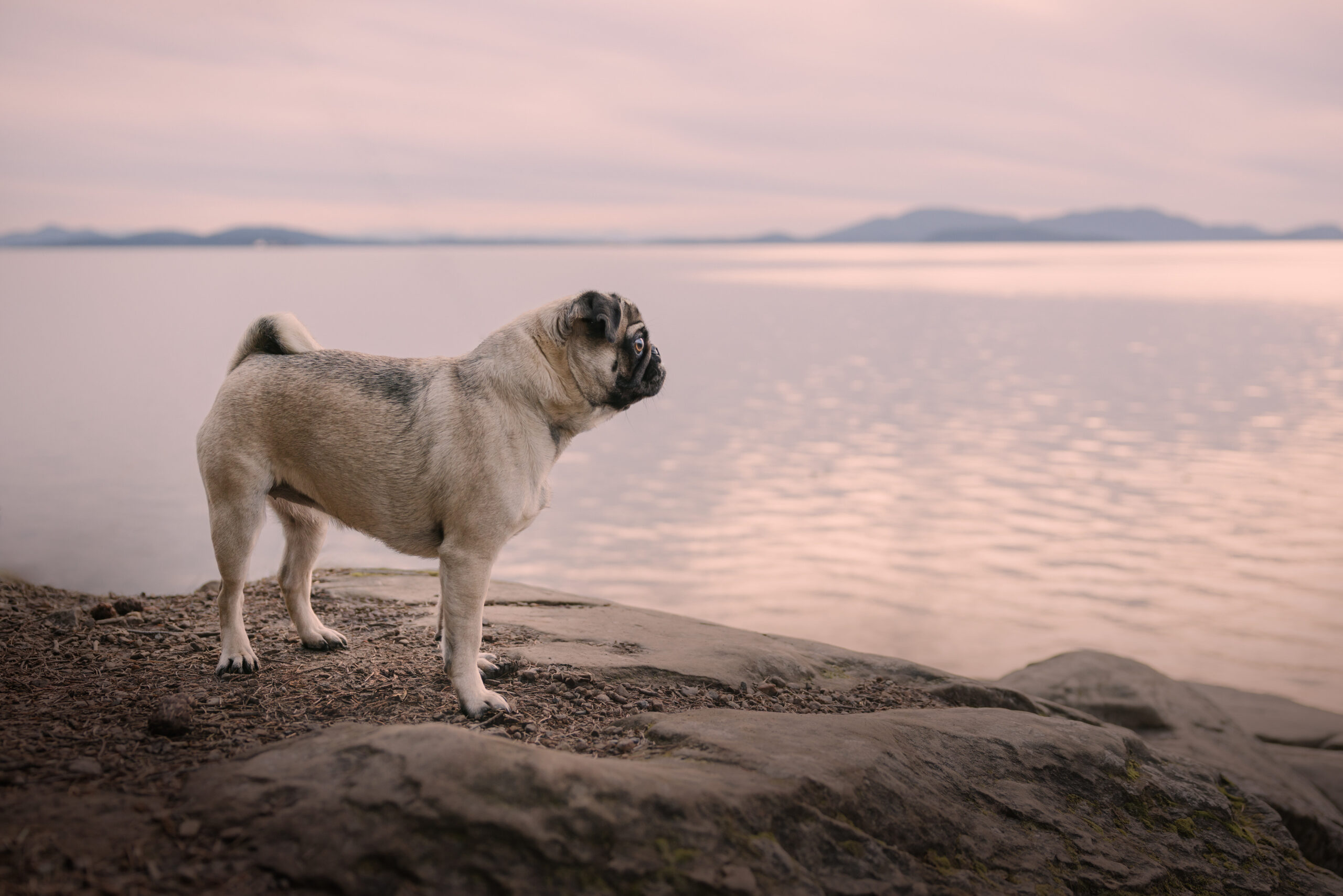 pug at sunset